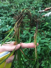 Carex louisianica