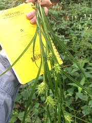 Carex louisianica
