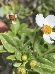 Coreocarpus parthenioides parthenioides