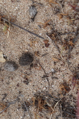 Meinertellidae