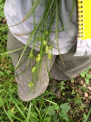 Carex louisianica