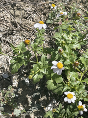 Coreocarpus parthenioides parthenioides