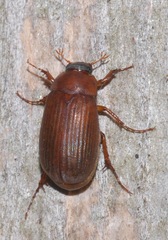 Serica brunnea