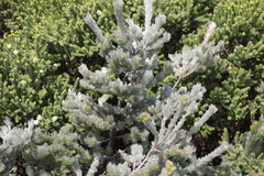 Adenanthos sericeus