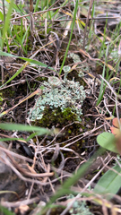 Cladonia chlorophaea