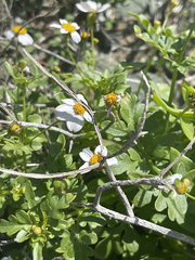 Coreocarpus parthenioides parthenioides