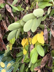 Dalbergia hupeana