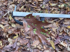 Taphrina caerulescens