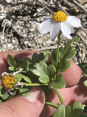 Coreocarpus parthenioides parthenioides