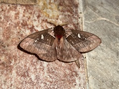 Dirphiopsis trisignata