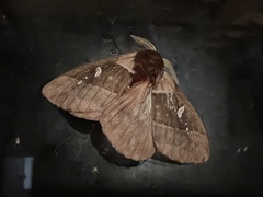 Dirphiopsis trisignata