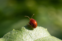 Sphaeroderma testaceum