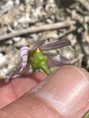 Coreocarpus parthenioides parthenioides
