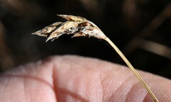 Carex phaeocephala