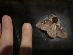 Dirphiopsis trisignata