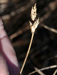 Carex phaeocephala