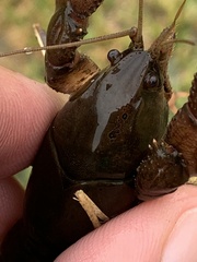 Creaserinus hedgpethi