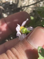 Coreocarpus parthenioides parthenioides