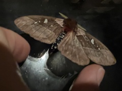 Dirphiopsis trisignata