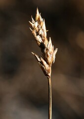 Carex phaeocephala