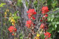 Castilleja affinis