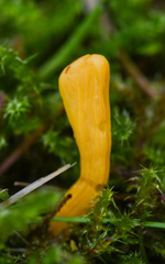 Clavulinopsis helvola
