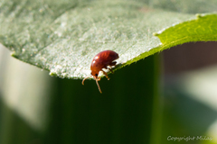 Sphaeroderma testaceum