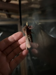 Dirphiopsis trisignata