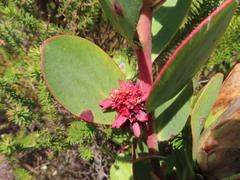 Protea witches broom phytoplasma