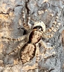 Menemerus bivittatus