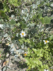 Coreocarpus parthenioides parthenioides