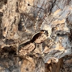 Menemerus bivittatus