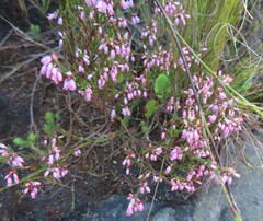 Erica brevifolia