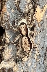 Menemerus bivittatus