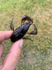 Creaserinus hedgpethi