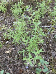 Trichostema brachiatum