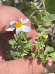 Coreocarpus parthenioides parthenioides