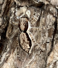 Menemerus bivittatus