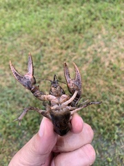 Creaserinus hedgpethi