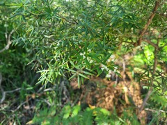 Leucopogon pimeleoides
