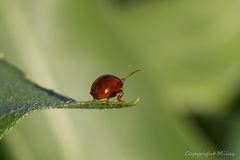Sphaeroderma testaceum