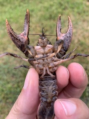 Creaserinus hedgpethi