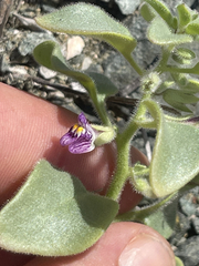 Pseudorontium cyathiferum