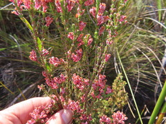Erica brevifolia