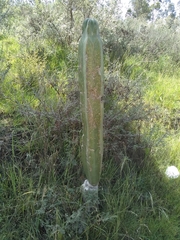 Lophocereus marginatus