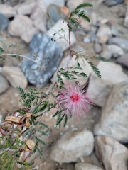 Calliandra eriophylla