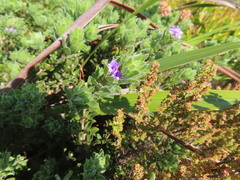Psoralea obliqua