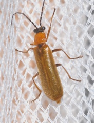 Rhagonycha nigriceps