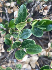 Eurytetranychus buxi