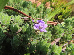 Psoralea obliqua